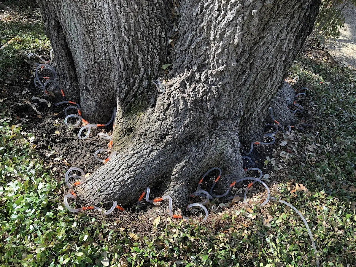 Detailed Tree Cabling and Bracing job site in Cuddebackville